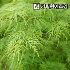 단풍나무 묘목 활엽수 가림원예조경, 수양청단풍 12cm 포트(2개세트), 2개