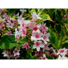 삼색병꽃