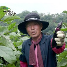 여주 금보라 가지, 1개, 2kg