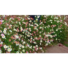 꽃꽂이레슨미국식강남