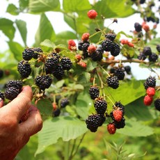 국내산 냉동 토종 복분자, 급냉토종복분자, 1박스, 5kg(상품)