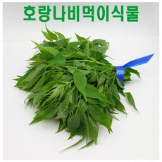 호랑나비먹이