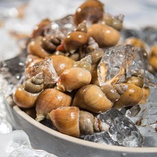 [산지직송] 구룡포 자연산 백골뱅이 당일조업 활 백고동 골뱅이, 1개, 1kg(소소)