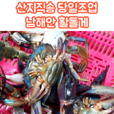 진도꽃게