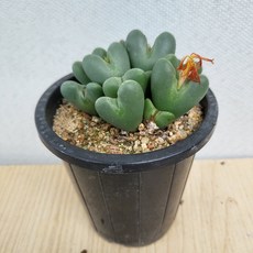 다육사전