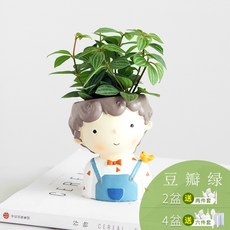 작은 분재 식물 사계절 거실 사무실 탁상 분경 공기 청정, 함분개, 철새소년[콩짜개그린]