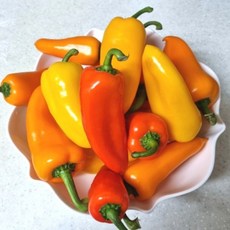 [국산] 산지직송 당도높은 미니파프리카 빨강노랑 혼합 빨간노란, 1개, 1kg