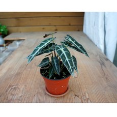 초록플랜트