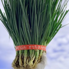 채소다움 국내산 보성 흙쪽파, 1개, 1단(1kg 내외)