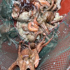 산지직송 선도 좋은 여수 돌문어 1kg (1-3미 내외), 1개