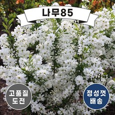 더브라이드