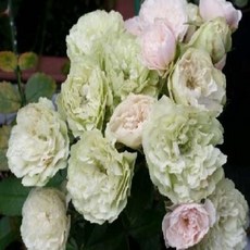 삼색찔레