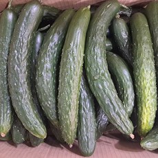 <엄뚱이네 농산물>국내산 가시오이 (중품) 못난이 가시오이 식당용 가시오이, 1개, 3kg