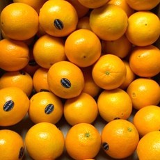 미국 블랙라벨 고당도 오렌지 56입 (특대과300g내외 56과), 56개