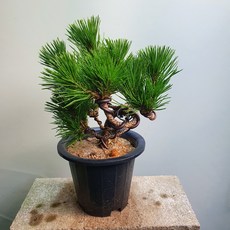 3bb80849273e69d19646331f6e7ac2342efd8dcd29f8daa13a41833fc87c.jpg