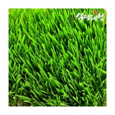 건강채소 무농약 새싹보리 1kg, ONE COLOR, ONE SIZE