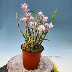 [재희난] 희미봉