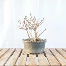 그린피아약초 미스김 라일락 미니 묘목 나무 분재 향기 실내 정화 식물 책상 화분, 1개