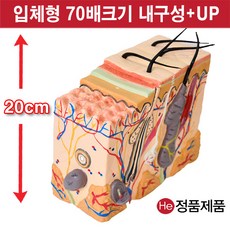 손발모형