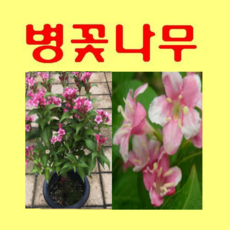 (D소망)병꽃나무묘목(화분) 1그루, 1개