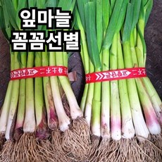 국내산 남해 노지 햇 풋마늘 잎마늘 1kg내외