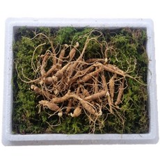 천생삼 산양산삼 못난이 파지삼 5~6년근 B급 50g 산삼 산양삼 장뇌삼, 1개, 50g(25~35뿌리)