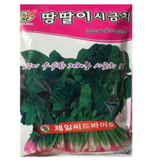 덴마크시금치씨앗500립