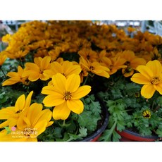 더케이야생화 비덴스 4치포트(10cm), 1개