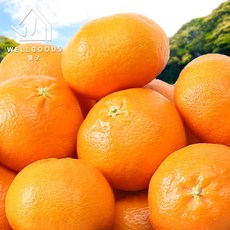 [웰굿] 제주직송 새콤달콤한 레드향 1kg(7-8과내외 소과), 없음, 1개