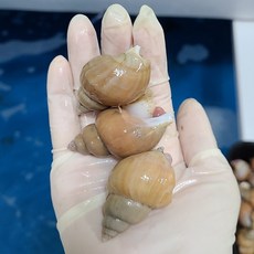 백고동