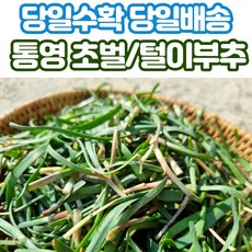 노지부추1kg