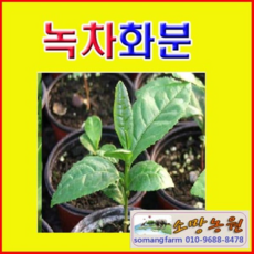 (D성모)녹차나무 화분(소) 5개 녹차나무판매