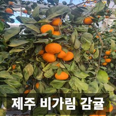 제주도 산지직송 고당도 14브릭스 프리미엄 비가림 감귤, 1박스, 3kg 중대과