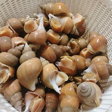 에스씨푸드 동해안 연안 활백고동(소)1kg(50미내외), 1개