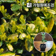 리엔케이호랑가시테놀