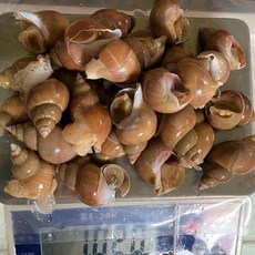 선주직송 업소용 도매 동해안 백골뱅이 백고동 중소사이즈 10kg 울진 생물 골뱅이, 1개