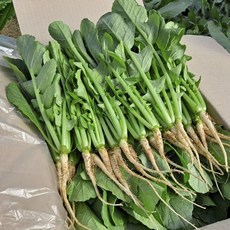 농장직송 싱싱하고 연한 어린 포천 열무, 2kg, 1개