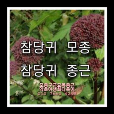 참당귀종근 30주 참당귀모종 참당귀씨앗재배, 1개