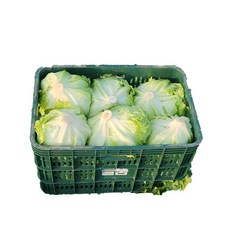 Green one 양상추 12통(벌크), 12개