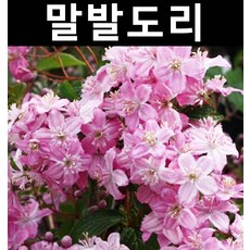 매화말발도리 9치화분/나무 묘목/조경/관상수