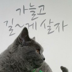 가늘고 길게살자 (완제품C타입) 좌우명시리즈 그래픽스티커 타이포인테리어 스티커 벽지, 핫핑크