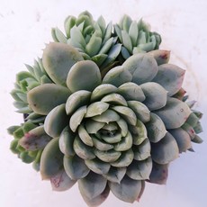 6e495a911365c312ee34097d698c7c50bcf0257413f60cefb2b0e5d29057.jpg