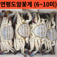 국내산 서해안 급냉 암꽃게 2kg 찜용 탕용 추천 (실속형 가성비), 국내산 냉동 암꽃게2kg, 1개