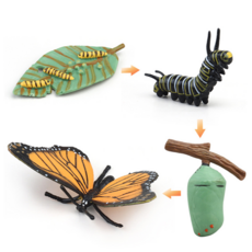 곤충피규어 동물피규어 한살이 단계별 성장과정 모형, 05 나비(성장)