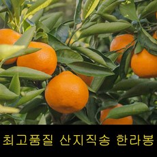 고씨네 특급 한라봉 2kg 한라봉체험 천혜향 제주감귤, 1개