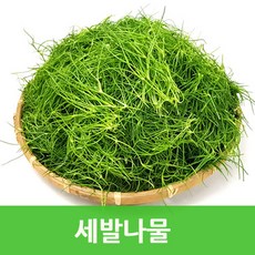 싱싱한세발나물