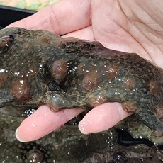 통영 살아있는 참 해삼 500g 1kg 제철해삼 해삼회 활해삼, 1박스, 통영 참 해삼 500g (2-7미내외)