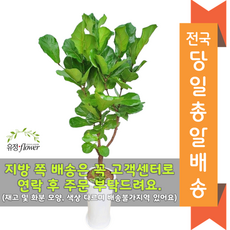 서울개업화분 TOP01