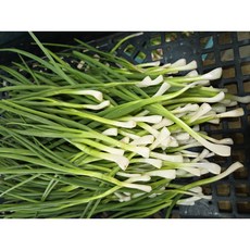 [당일손질 & 아이스(보냉)박스] 국내산 깐쪽파 손질쪽파, 1kg, 1박스