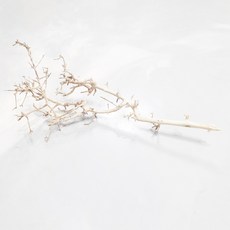 버마 유목 S사이즈 (잔가지 많은 유목)
